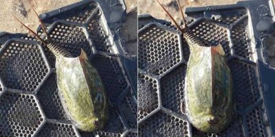 Galatya Gölü canavarı heyecan yarattı.