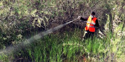 Gazimağusa Belediyesi’nden çevre dostu yöntemlerle sivrisinek ile mücadele