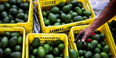 Avokado, Meksika'da patates oldu!