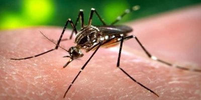 Deng humması 210 can aldı