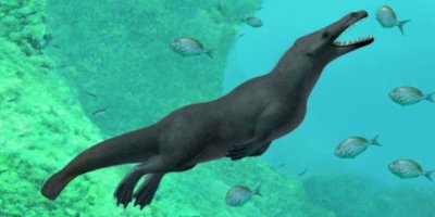 43 milyon yıl öncesine ait dört bacaklı balina fosili bulundu