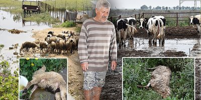 Hayvanlar hastalanmaya ve ölmeye başladı