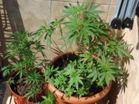 Teminatı ödeyemedi