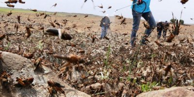 ''Çekirge felaketi'' uyarısı