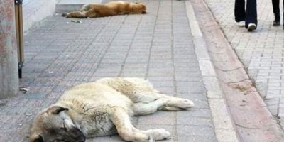 Ankara’daki köpek katilleri serbest bırakıldı