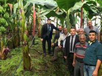 Ziraat Mühendisleri, Seracılar ve Üreticiler Anamur’da incelemelerde bulundu