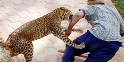 Hindistan'da leopar köylülere saldırdı