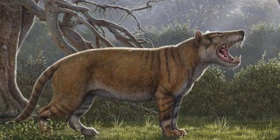 Dev yırtıcı "Simbakubwa" keşfedildi