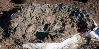 220 milyon yıllık fosil sürprizi