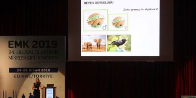 “Erkek beyni kutucuklardan kadın beyni alanlardan oluşuyor"