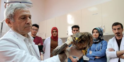 Yaralı kuşun kanadına kemik nakli