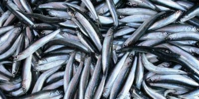 Türkiye'den su ürünleri avlanma sezonunda 18 ülkeye 4 milyon 984 bin 364 dolarlık hamsi ihraç edildi.