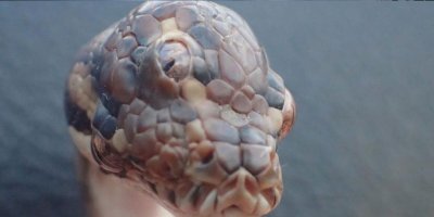 Avustralya'da üç gözlü yılan keşfedildi