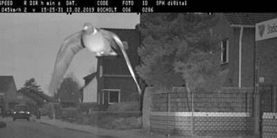 Hız sınırını aşan güvercin