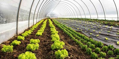 İstikrar istiyorlar