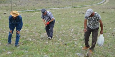 Köylüler "domalan" peşinde