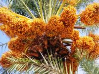 Lefke Hurma Festivali 5 Kasım’da...