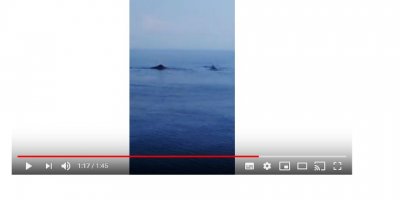 Karpaz açıklarında balina sürüsü görüntülendi (Video Haber)