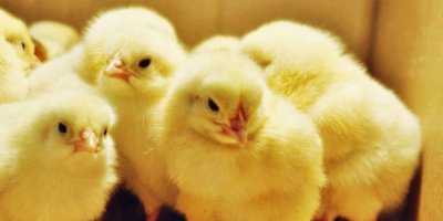 Sadece erkek oldukları için milyonlarcası vahşice öldürülüyor