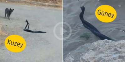 Karayılanlara dikkat