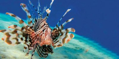 Hayvancılık dairesi balon ve aslan balıkları hakkında uyardı