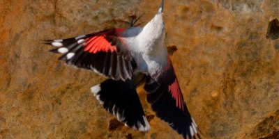 Kuzey Kıbrıs’ta yıllar sonra ilk defa Duvar Tırmaşıkkuşu görüldü!