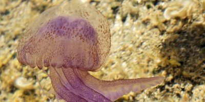 Denizanalarına dikkat!!