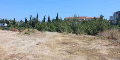 Ağaçları katlettiler