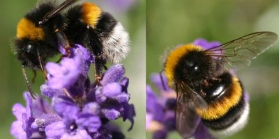 Seralarında bombus arısı kullanan 37 yetiştiriciye ödeme yapıldı