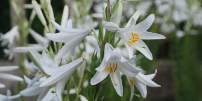 Bu zambağı koparmanın cezası 60 bin lira