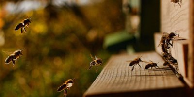 Arı saldırısı öldürdü