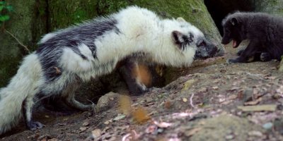 Kutup tilkisi Norveç'ten Kanada'ya 3500 kilometre yürüdü