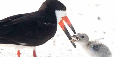 Çevre kirliliğinin yeni simgesi