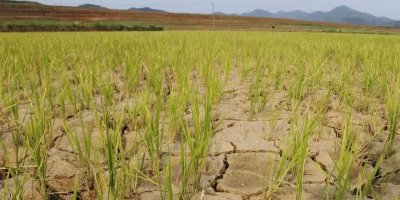 İklim değişikliğine çare