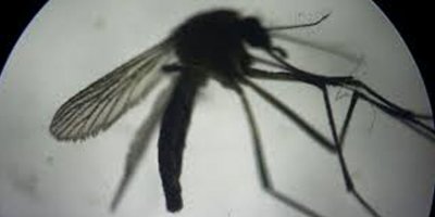 "Özel bakterili sivrisinek"