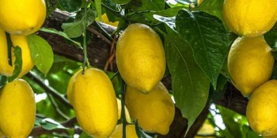 Vitamin alımını maksimuma çıkarıyor