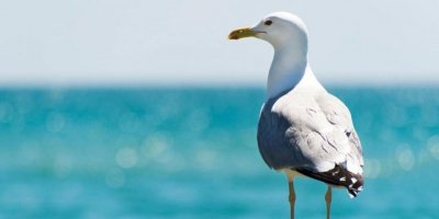 Avustralya’da martıların antibiyotiğe dirençli bakteriler taşıdığı uyarısı