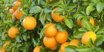 Eylem planı için harekete geçtiler