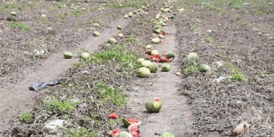 Fiyatı düşen karpuz tarlada kaldı