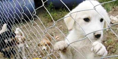 “Barınaklar hayvanların kalıcı yuvaları değil”