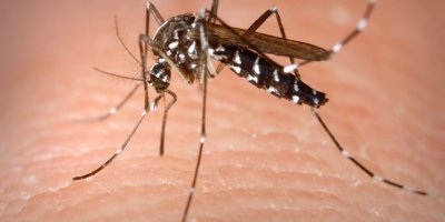 "Asya kaplanı" sivrisineğini yok etmeyi hedefleyen deneyde başarı sağlandı