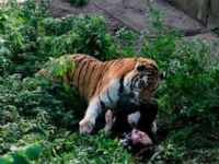 Hindistan'da mahkemeden "insan yiyen" kaplan kararı