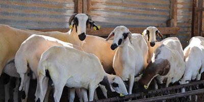 “Kurbanlık bulamayan birliğe başvursun”