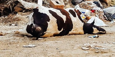 Lefke tehdit altında