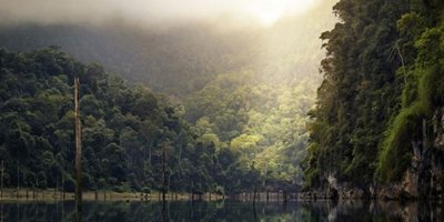 Amazonlar'daki orman tahribatı artıyor