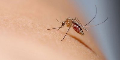 “Hastalık, sivrisineklerden insana geçmekete”