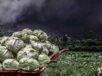 Sinabung Yanardağı çevre köylere zarar vermeye başladı