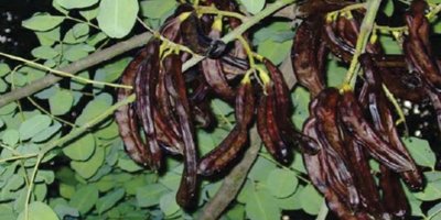 Girne ve İskele’de Harup hasadına başlama tarihleri belirlendi