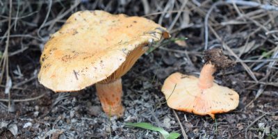 Ülkede 219 tür mantar tesbit edildi.