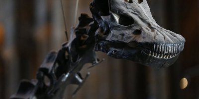 4 metre uzunluğunda olduğu düşünülen yeni bir dinozor türü keşfedildi